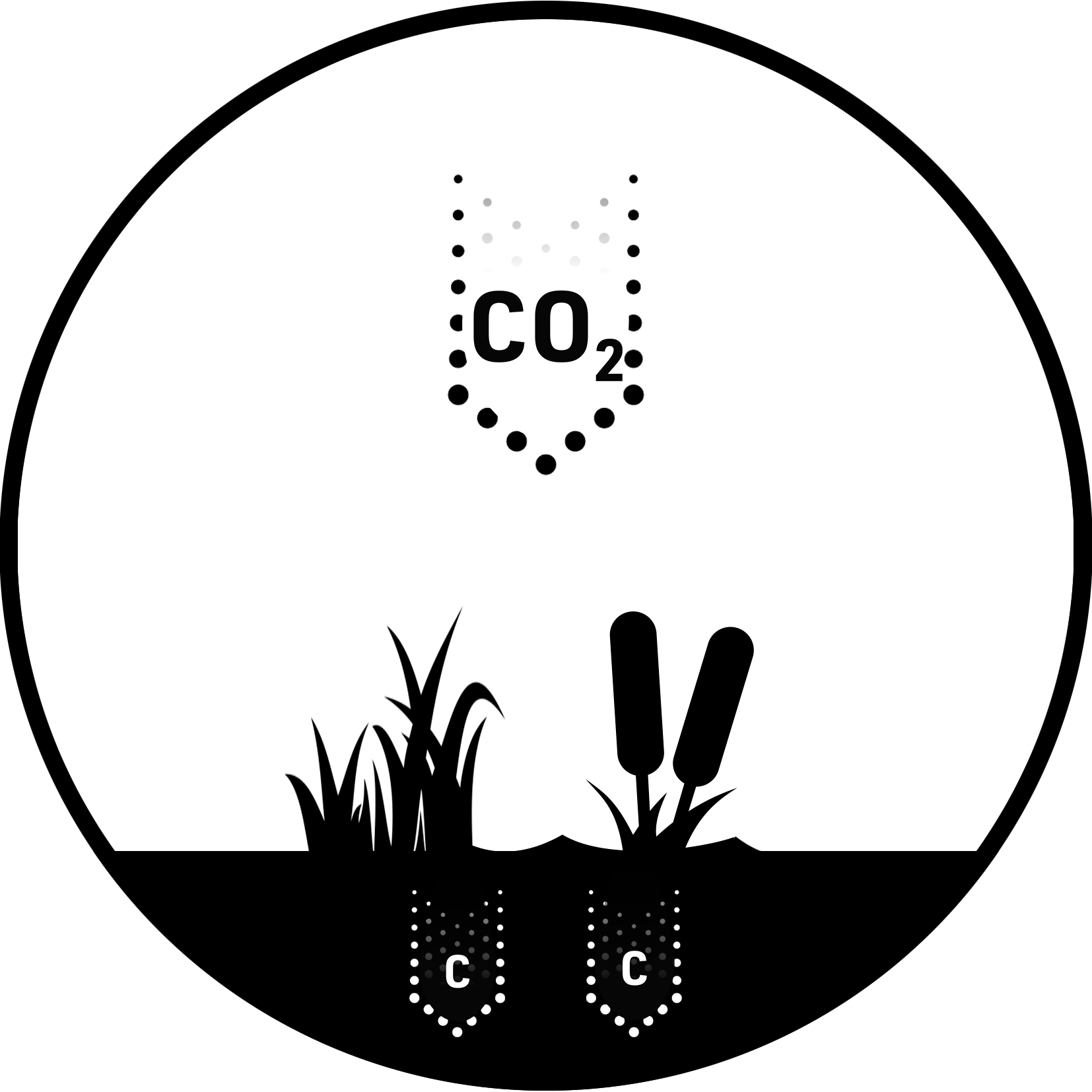 Turf wetland v2023 02